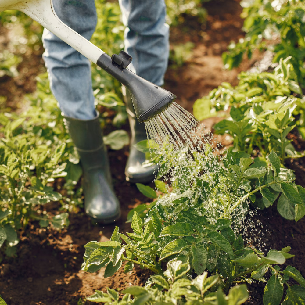 Agricafe_Fertilizantes