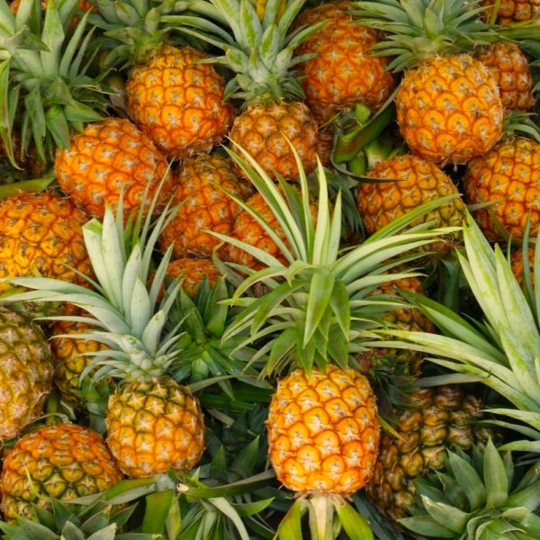Piña Oro Miel – Agrosolar System